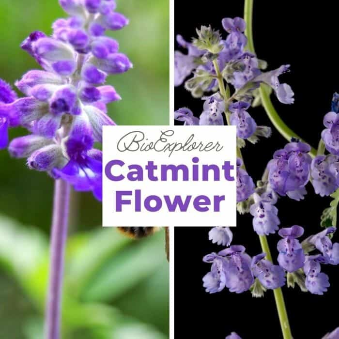 Catmint Catmint