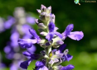Catmint