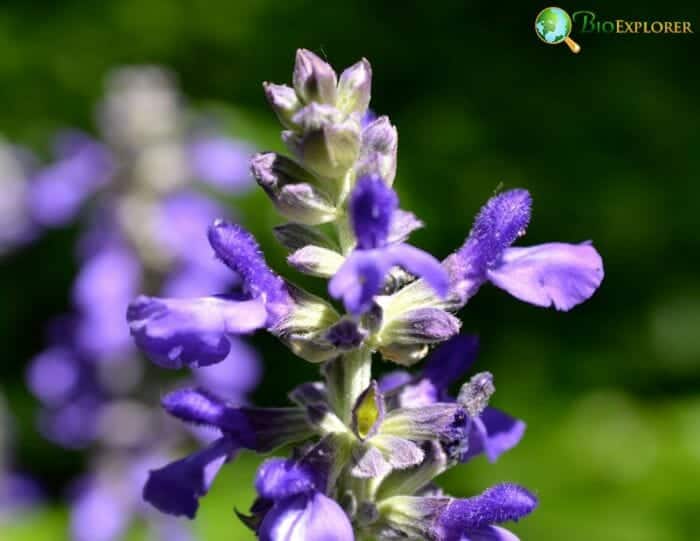 Catmint