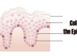 Explore The Cells of The Epidermis