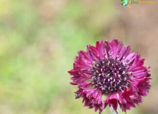 Centaurea cyanus