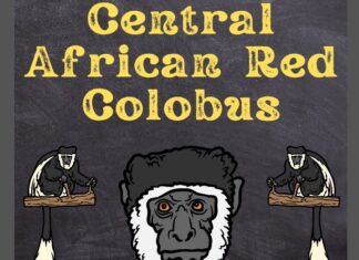Foa’s Red Colobus