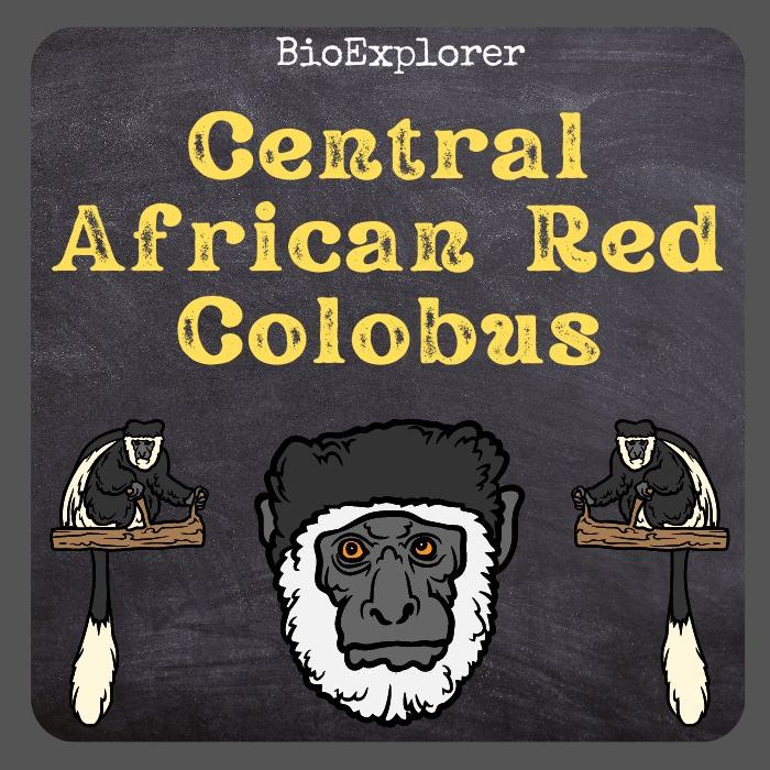 Foa's Red Colobus