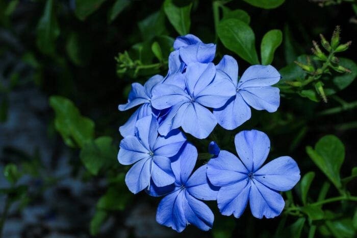 Ceratostigma Plumbaginoides Ceratostigma Plumbaginoides