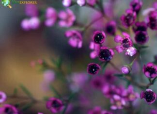 Chamelaucium
