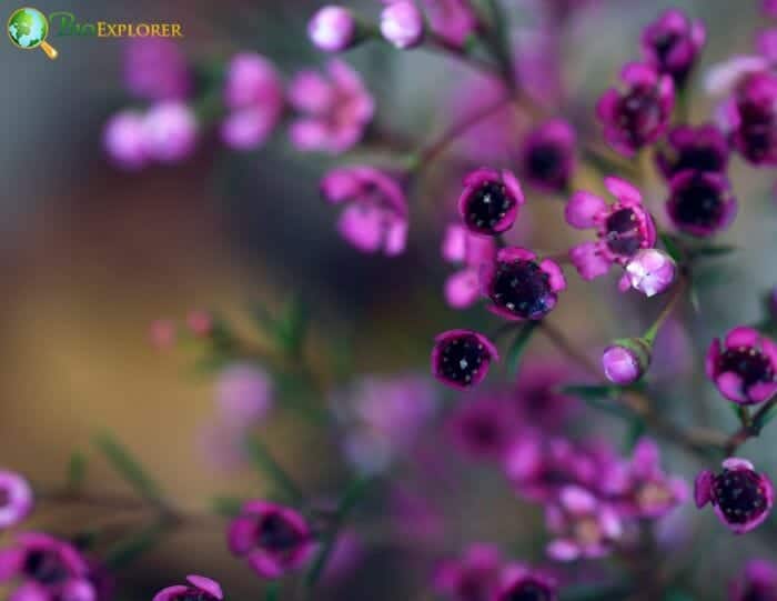 Chamelaucium