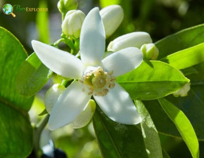 Citrus Sinensis Citrus Sinensis