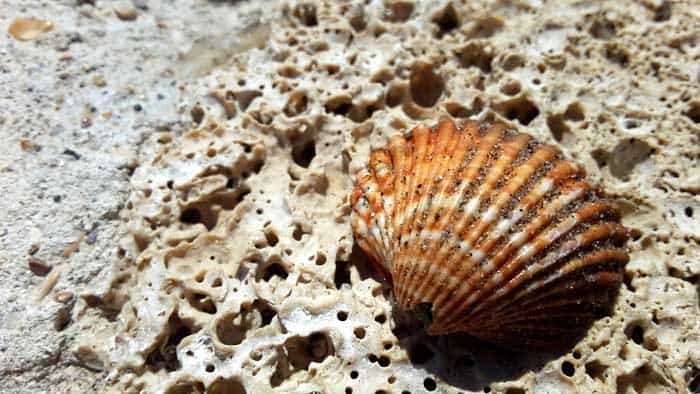 Clams Clams