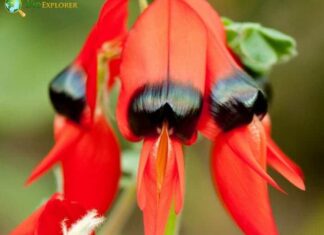 Clianthus