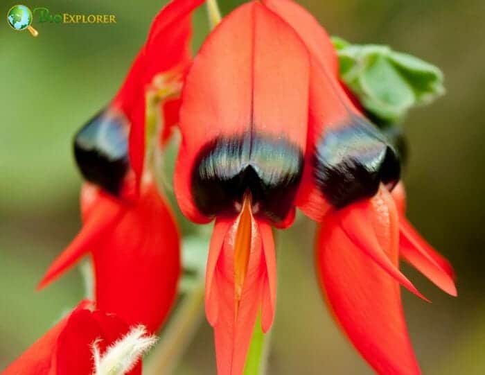 Clianthus