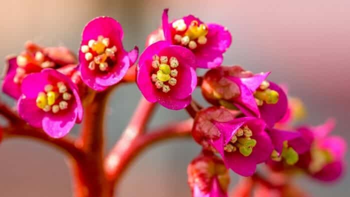 Cobbler Flower Cobbler Flower