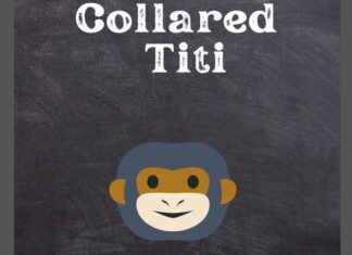 Collared Titi