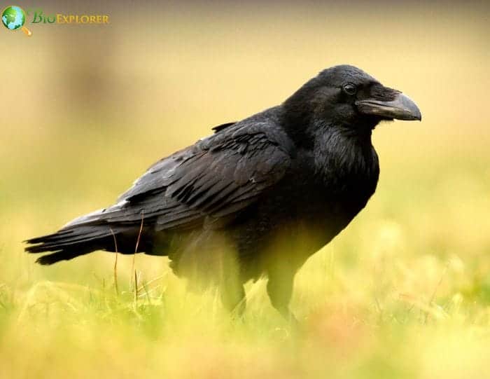 Common Raven Common Raven