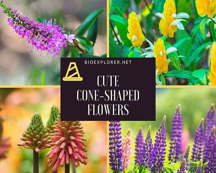 Cone-Shaped Flowers