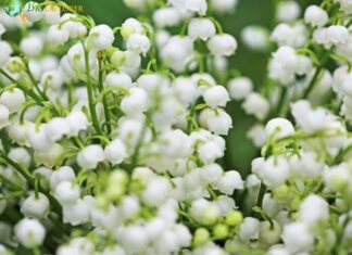 Convallaria