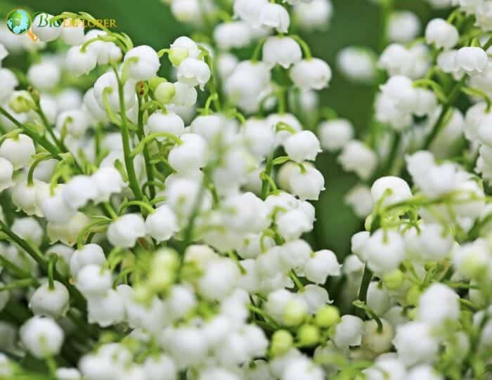 Convallaria