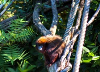 Coppery Titi