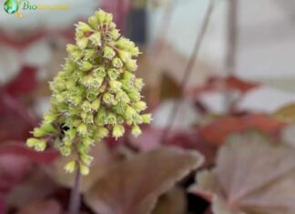 Coral bells