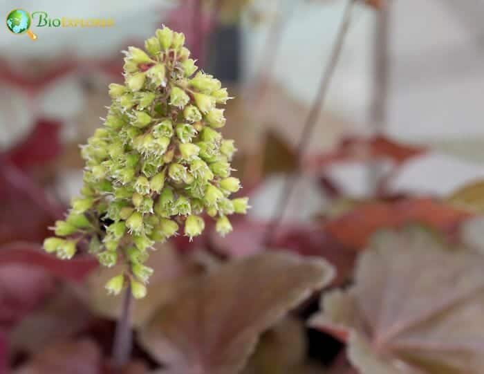 Coral bells