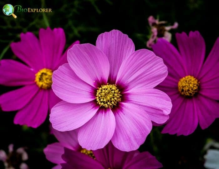 Cosmos