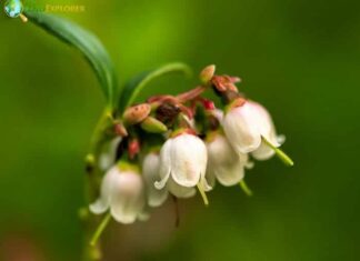Cowberry