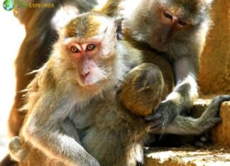 Crab-Eating Macaque