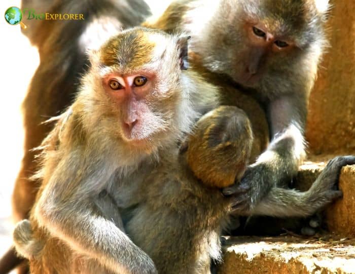 Crab-Eating Macaque