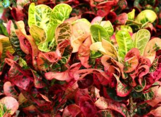 Croton