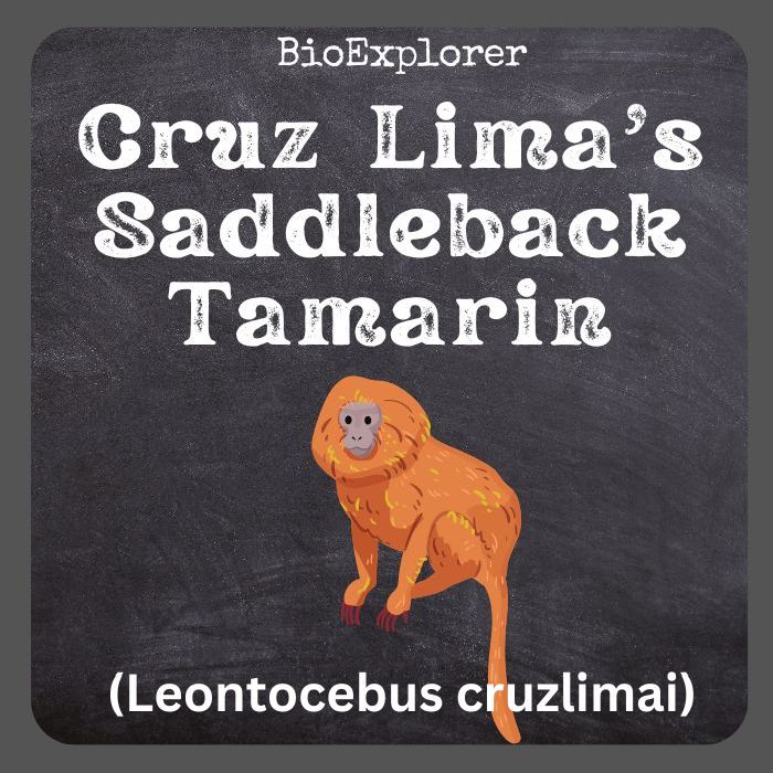 Cruz Lima's Saddleback Tamarin