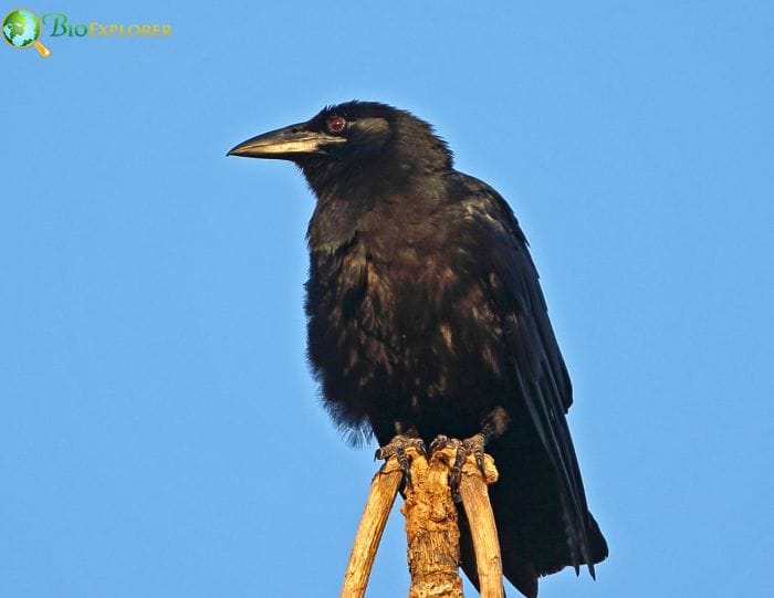 Cuban Crow Cuban Crow