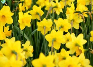 Daffodil