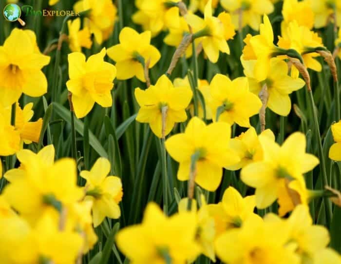 Daffodil