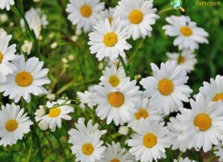 Daisy