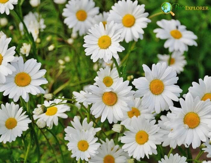 Daisy