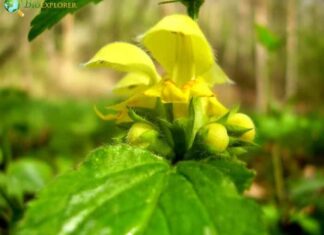 Dead Nettle