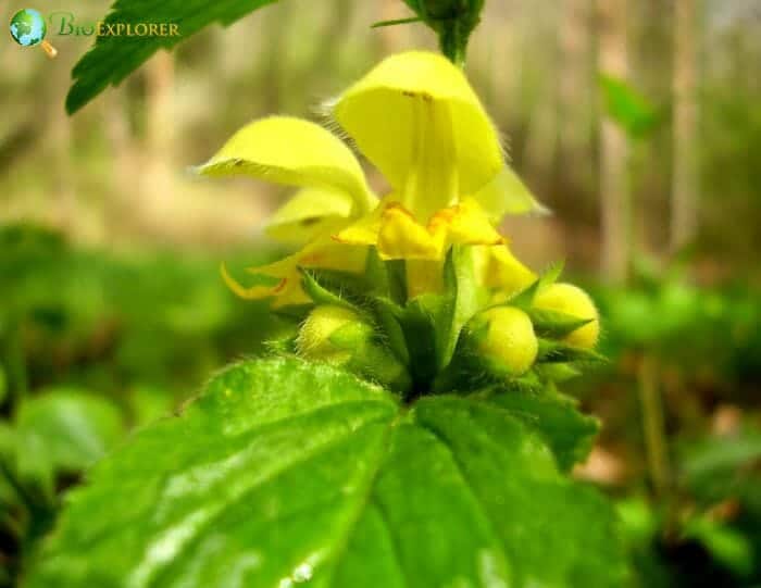 Dead Nettle