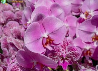 Dendrobium