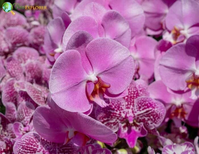 Dendrobium