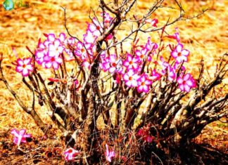 Desert Rose