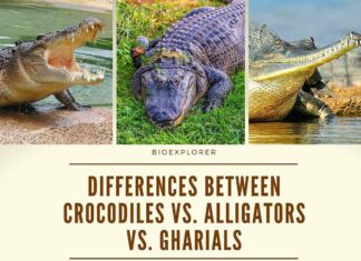 Differences Between Crocodiles and Alligators and Gharials