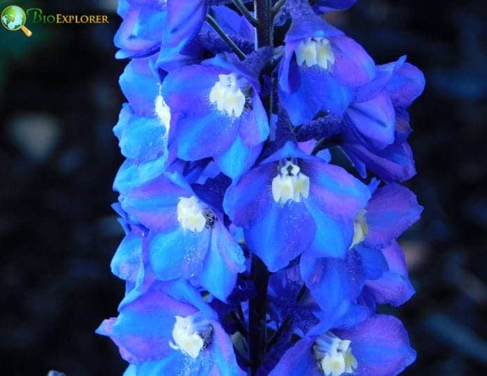 Different Colors Of Larkspur Have Additional Symbolism Different Colors Of Larkspur Have Additional Symbolism