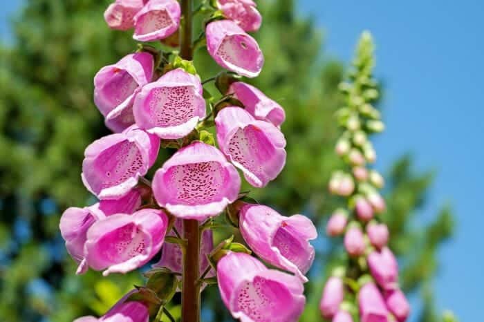 Digitalis Purpurea Digitalis Purpurea