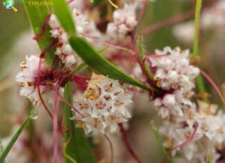 Dodder