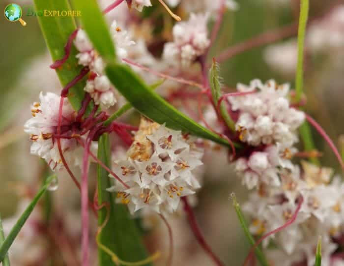 Dodder