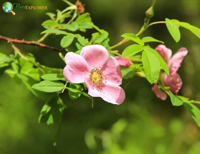 Dog Rose