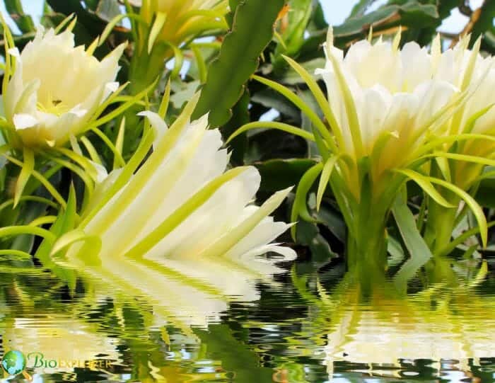 Dragon Root Flowers Dragon Root Flowers