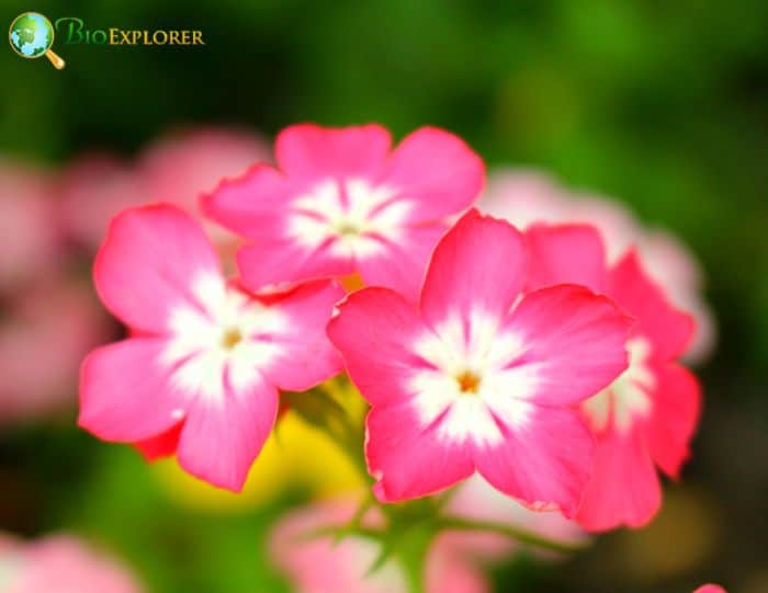 Drummond's Phlox
