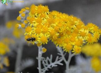 Dusty Miller