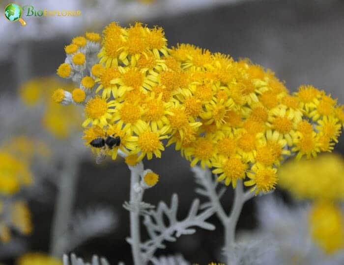 Dusty Miller