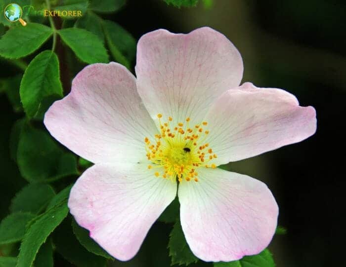 Eglantine
